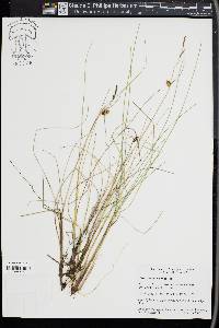 Carex rotundata image