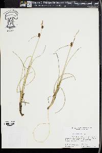 Carex rotundata image