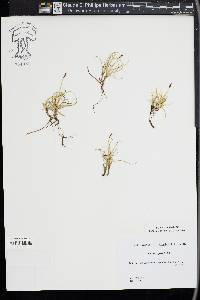 Carex rupestris image