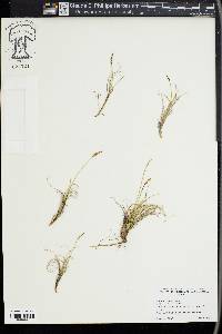 Carex rupestris image