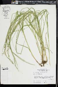 Carex ruthii image