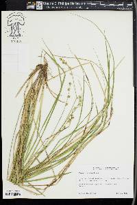 Carex ruthii image