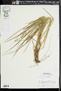 Carex ruthii image