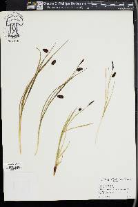 Carex saxatilis image