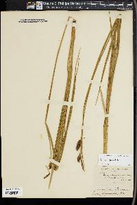 Carex saxatilis image