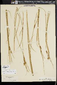 Carex saxatilis image