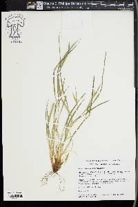 Carex saximontana image