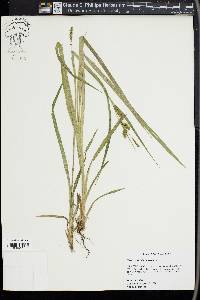 Carex scabrata image