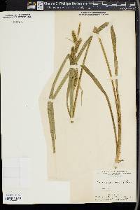 Carex scabrata image