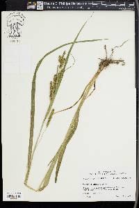 Carex scabrata image