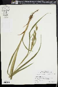 Carex scabrata image