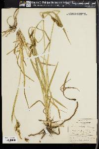 Carex scabrata image