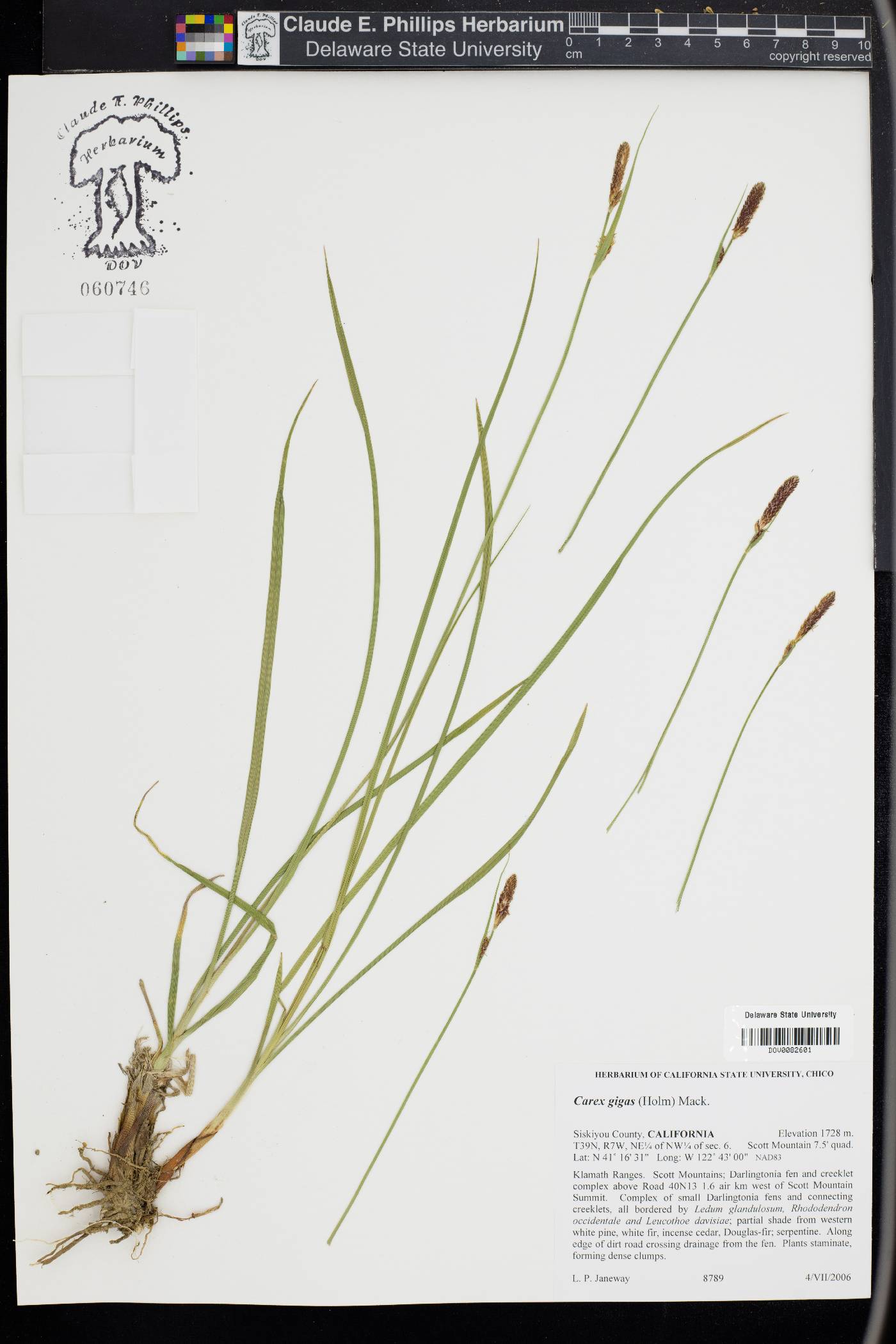 Carex scabriuscula image