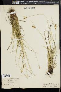 Carex schiedeana image