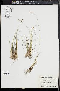 Carex schiedeana image