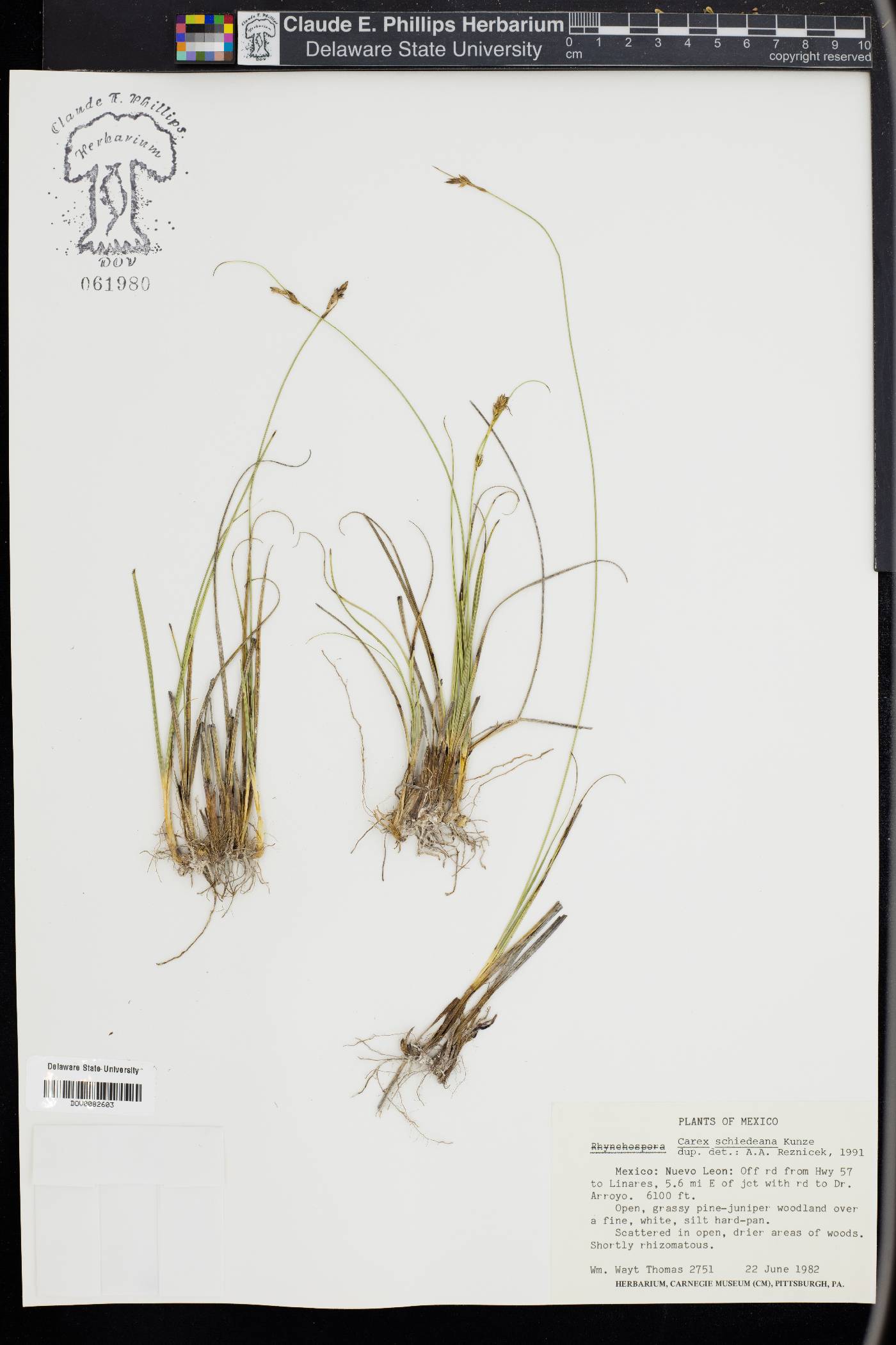 Carex schiedeana image