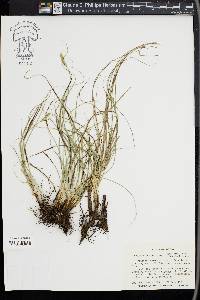 Carex schiedeana image