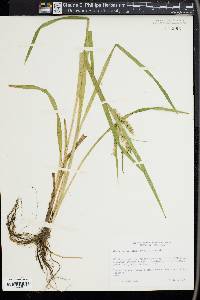 Carex schweinitzii image