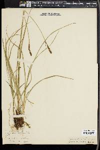 Carex scirpoidea image