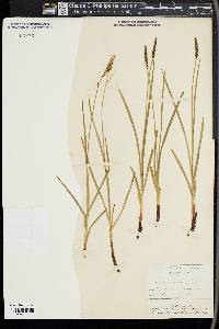 Carex scirpoidea image