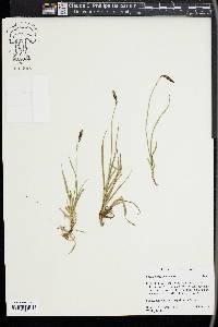 Carex scirpoidea image