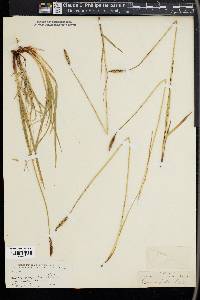 Carex scirpoidea image