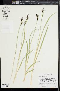 Carex scopulorum image