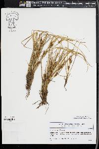 Carex secalina image