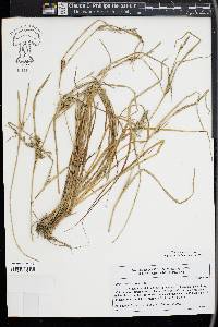 Carex secalina image