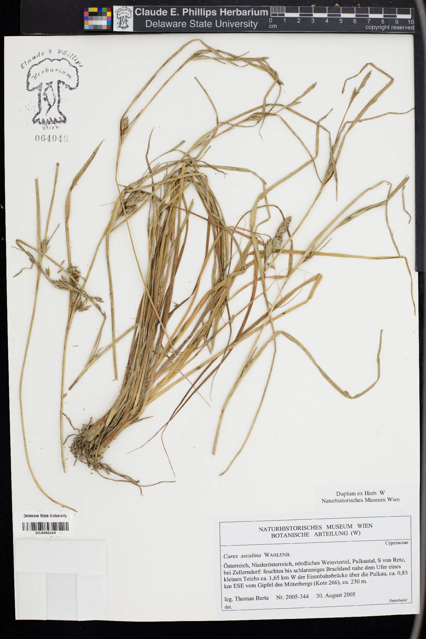 Carex secalina image