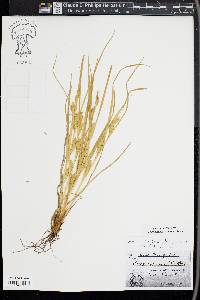 Carex secalina image