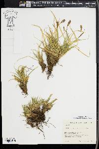 Carex sempervirens image