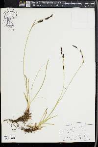 Carex sempervirens image