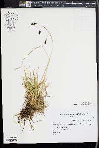 Carex sempervirens image