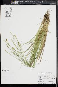 Carex seorsa image