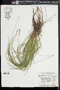 Carex seorsa image