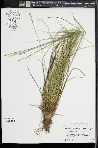 Carex seorsa image