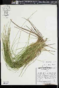 Carex seorsa image