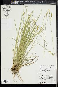 Carex seorsa image