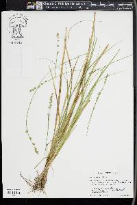 Carex seorsa image