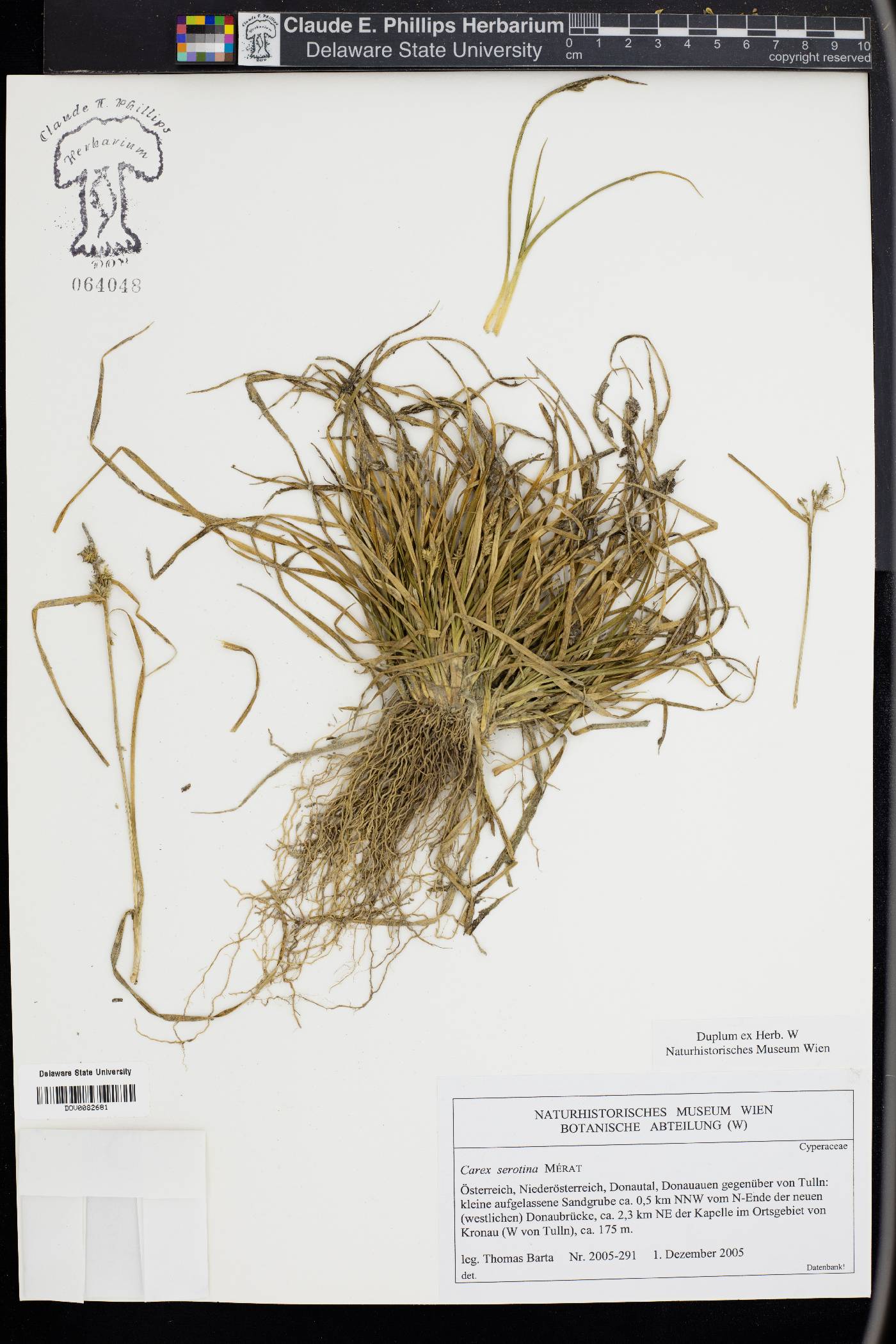 Carex serotina image