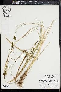 Carex serratodens image