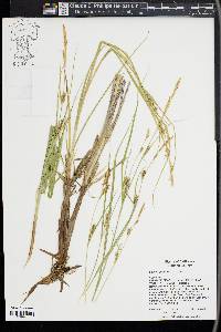 Carex sheldonii image