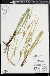 Carex sheldonii image