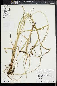 Carex shortiana image