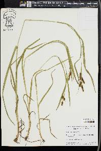 Carex shortiana image