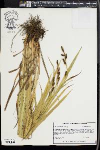 Carex shortiana image