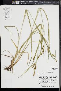 Carex shortiana image