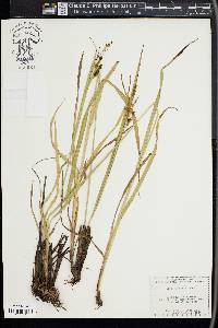 Carex shortiana image