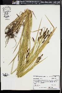 Carex shortiana image